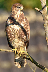 Mäusebussard (1).jpg